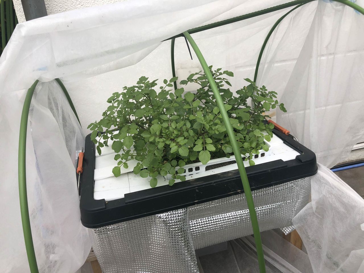 涼しくなったら真似したい とあるクレソン名人の記録 グリーンらいふまとめ