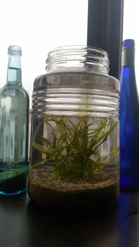 省スペース もう水槽増やせないって人 ボトルアクアリウムはいかが グリーンらいふまとめ
