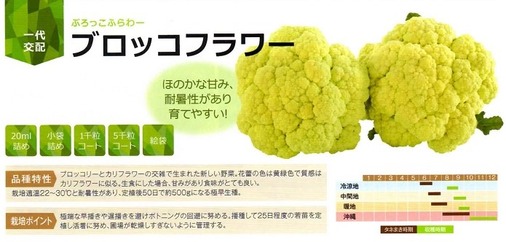 burokkoflower-top