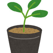 ナスやトマトやピーマンの苗って、第一花がついてから植え付けしろっていうよね あれって本当？