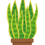 plant_sansevieria