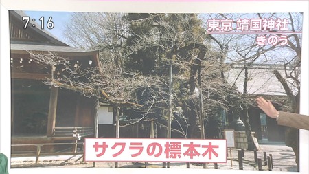 桜 観測木
