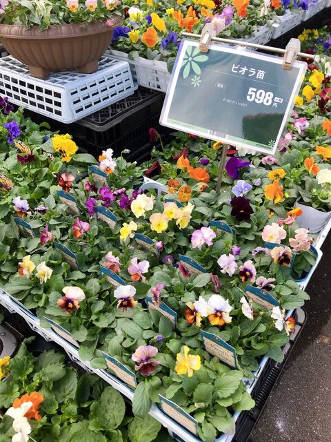 パンビオ 市場に開花苗が出回りはじめるこの季節 まだ咲きそろわない種まき派は穏やかでいられない 画像有り グリーンらいふまとめ パンビオ 市場に開花苗が出回りはじめるこの季節 まだ咲きそろわない種まき派は穏やかでいられない 画像有り グリーンらいふまとめ
