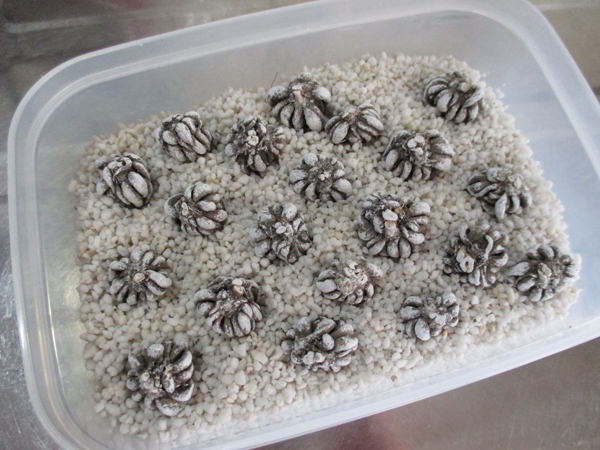 ラナンキュラス ぷっくりさせたい それぞれの吸水方法 グリーンらいふまとめ