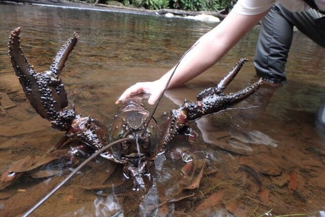 悲報 ザリガニ系の飼育が法律で禁止へ グリーンらいふまとめ