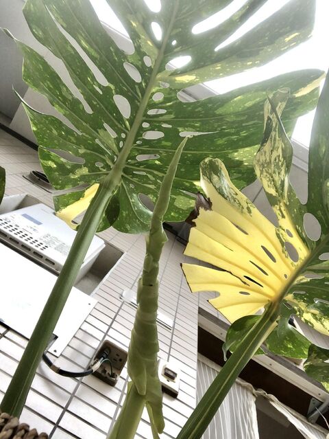 モンステラ 欲しいけどお高いしそもそも売っていない 斑入りモンステラとかいうアート作品 画像有り グリーンらいふまとめ モンステラ 欲しいけどお高いしそもそも売っていない 斑入りモンステラとかいうアート作品 画像有り グリーンらいふまとめ