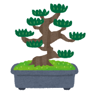 bonsai_matsu