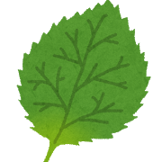 大葉をスーパーで7枚100円で買うのも嫌だから育ててみようかな