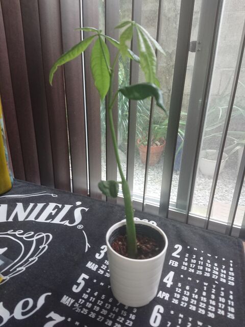 パキラ 実生の優位性ばっか言われると実生苗欲しくなるわ グリーンらいふまとめ