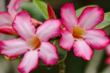 咲かせてみたい 砂漠の薔薇 グリーンらいふまとめ 咲かせてみたい 砂漠の薔薇 グリーンらいふまとめ