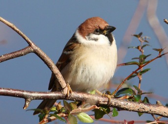 ふっくらスズメ