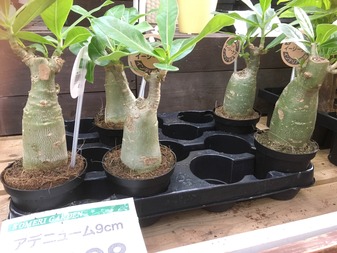 園芸板住民が殺到 コメリからアデニウムが消えた件 ２０１８ グリーンらいふまとめ