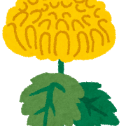 【鹿児島】お盆なのに菊がない　猛暑で品薄、成長遅れ…市場「記憶にないほど高値」