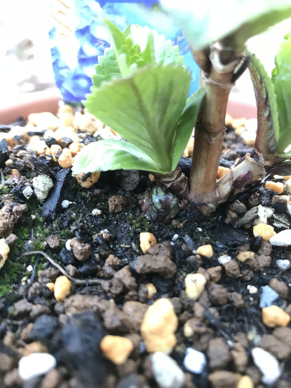 今年は何色にしようかな 紫陽花の花色は自由自在 グリーンらいふまとめ