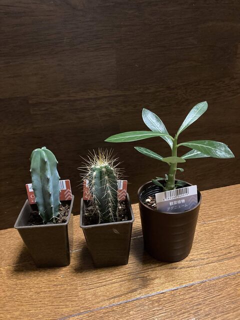 なんで園芸店じゃなくて100均で買う苦行やってんの グリーンらいふまとめ なんで園芸店じゃなくて100均で買う苦行やってんの グリーンらいふまとめ