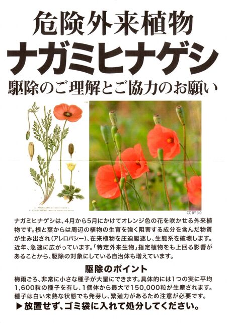 ナガミヒナゲシ わざわざ植えられているという恐怖 オオキンケイギク グリーンらいふまとめ
