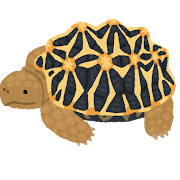 リクガメの餌用に何か育てたい