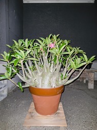 僕が育ててる１万円の観葉植物　２