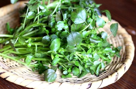 水耕栽培でクレソン食べ放題をしてみたい グリーンらいふまとめ