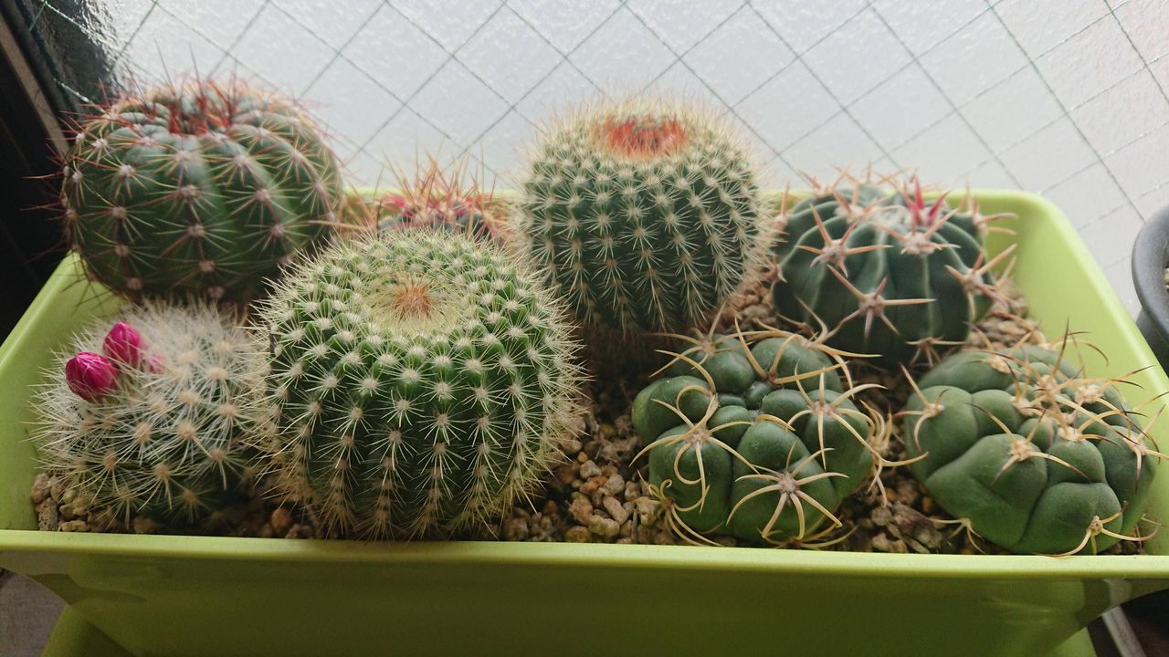 らしきもの ぽい何か がズラリ それが１００円サボテンの魅力 グリーンらいふまとめ