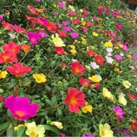 日本の過酷な夏に耐えられるのってもうポーチュラカくらいしかない