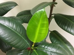 【ゴムの木】成長の遅い品種ってあるの？