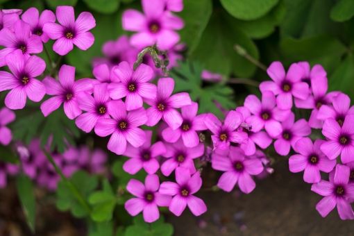 意外にファンが多い カタバミは雑草じゃないよ 観葉植物だよ グリーンらいふまとめ