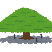 nemunoki_monkey_pod_tree
