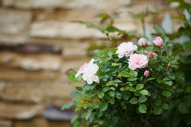 ミニバラ