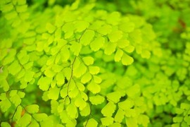 アジアンタムの難易度が高い件！