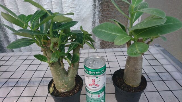 園芸板住民が殺到 コメリからアデニウムが消えた件 ２０１８ グリーンらいふまとめ