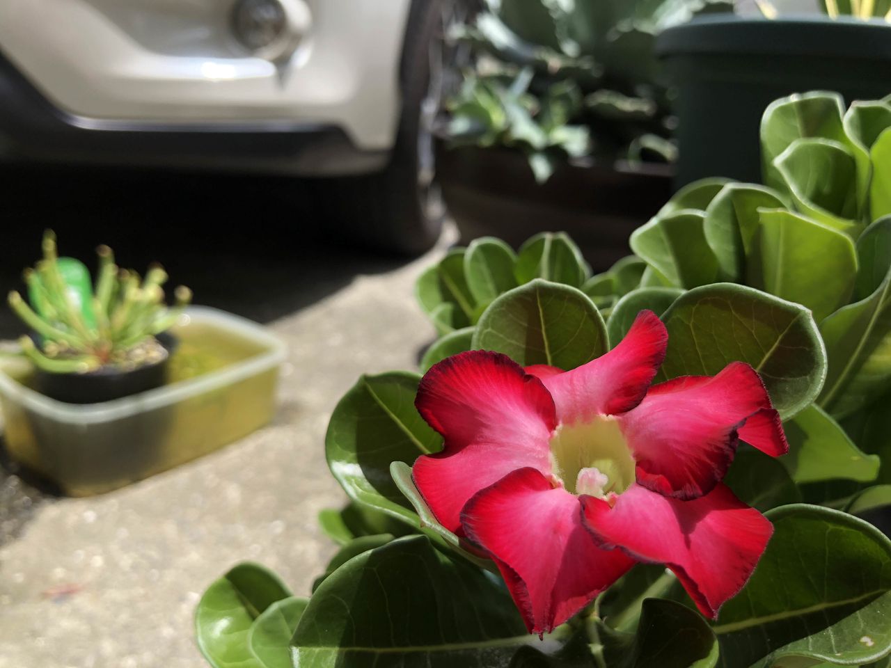 咲かせてみたい 砂漠の薔薇 グリーンらいふまとめ 咲かせてみたい 砂漠の薔薇 グリーンらいふまとめ