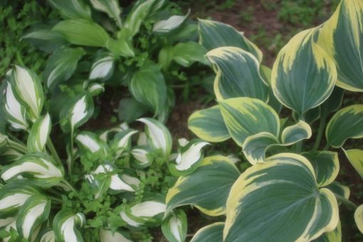ギボウシ沼にようこそ あの芽出しを見たら理性無くしたわ グリーンらいふまとめ