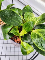観葉植物　実は観葉してない
