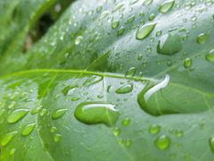 モンステラって葉水あげる意味ってありますか？