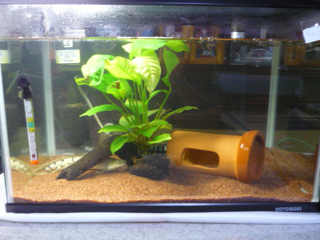 さかなの引っ越しほぼ完了 あなたはてふてふですか 日々の雑記