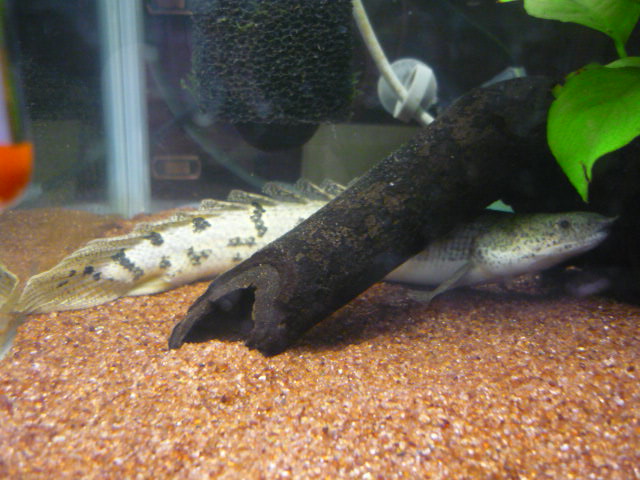 さかなの引っ越しほぼ完了 あなたはてふてふですか 日々の雑記