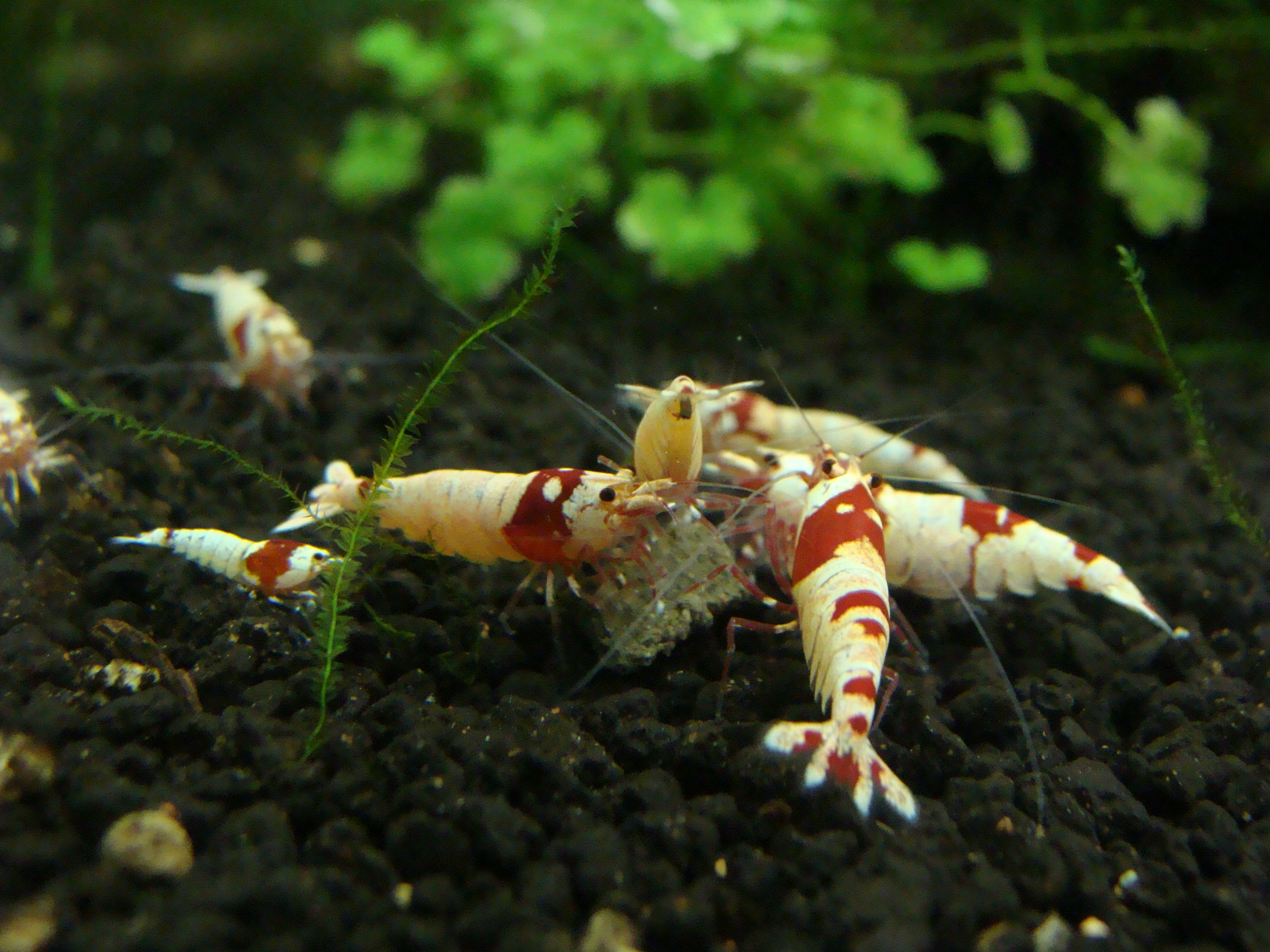 脱走失敗 蛇の道はエビ