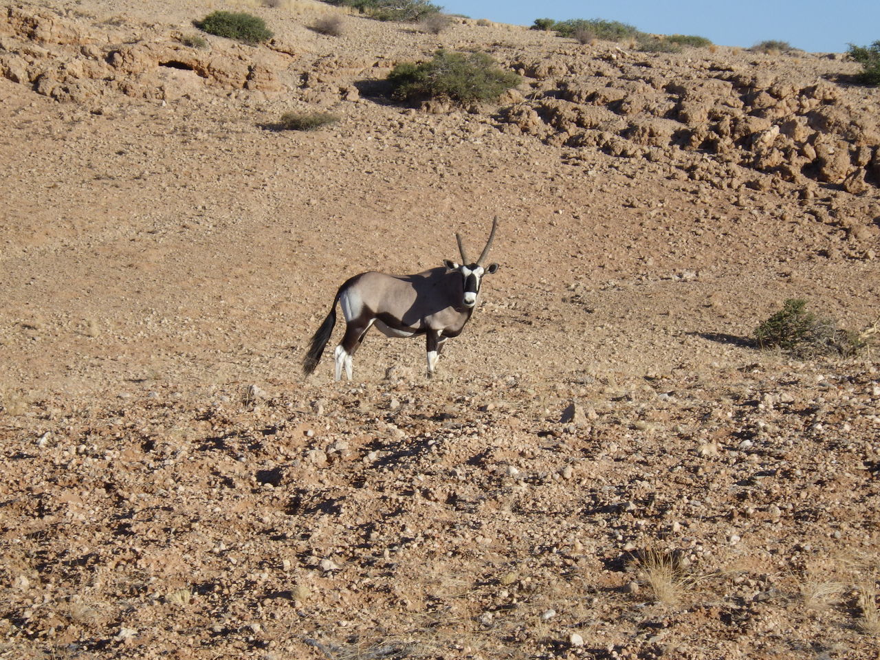ナミブ砂漠の暮らしとブッシュマン ノマドアフリカアドベンチャーツアー5日目3 3 アフリカの旅 22 50 No Music No Life 音楽でつながろう ナミブ砂漠の暮らしとブッシュマン ノマドアフリカアドベンチャーツアー5日目3 3 アフリカの旅 22 50 No Music No Life 音楽でつながろう