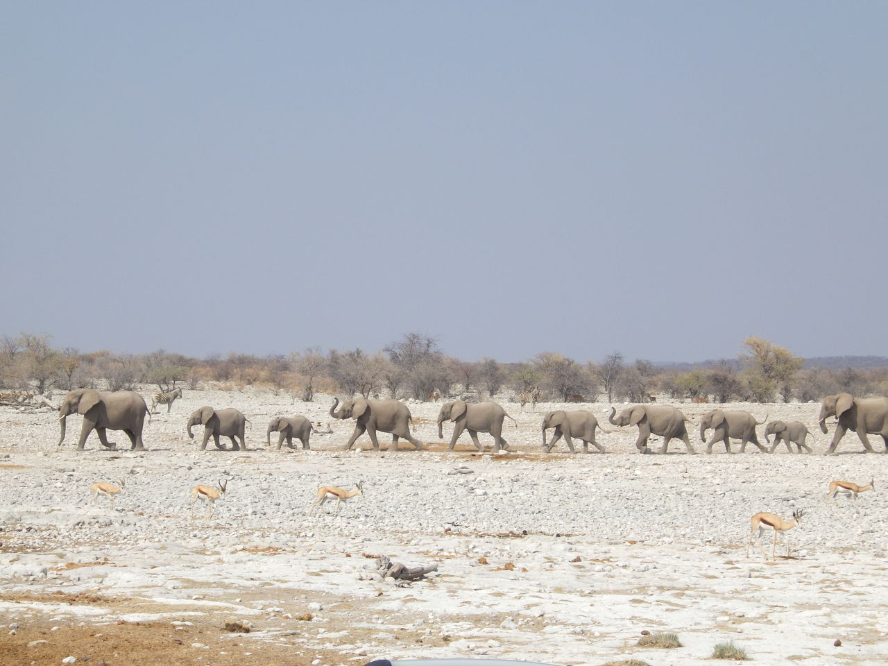 エトーシャ国立公園の動物たち ノマドアフリカアドベンチャーツアー10 11日目 アフリカの旅 30 50 No Music No Life 音楽でつながろう