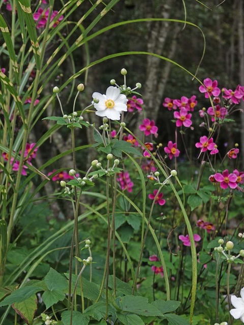 DSC00050