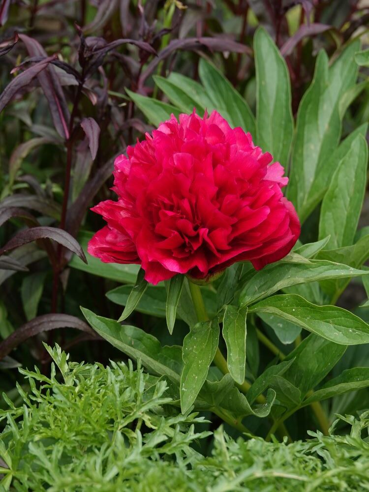 深紅の芍薬 ルブナプレナ ベルと高原の家