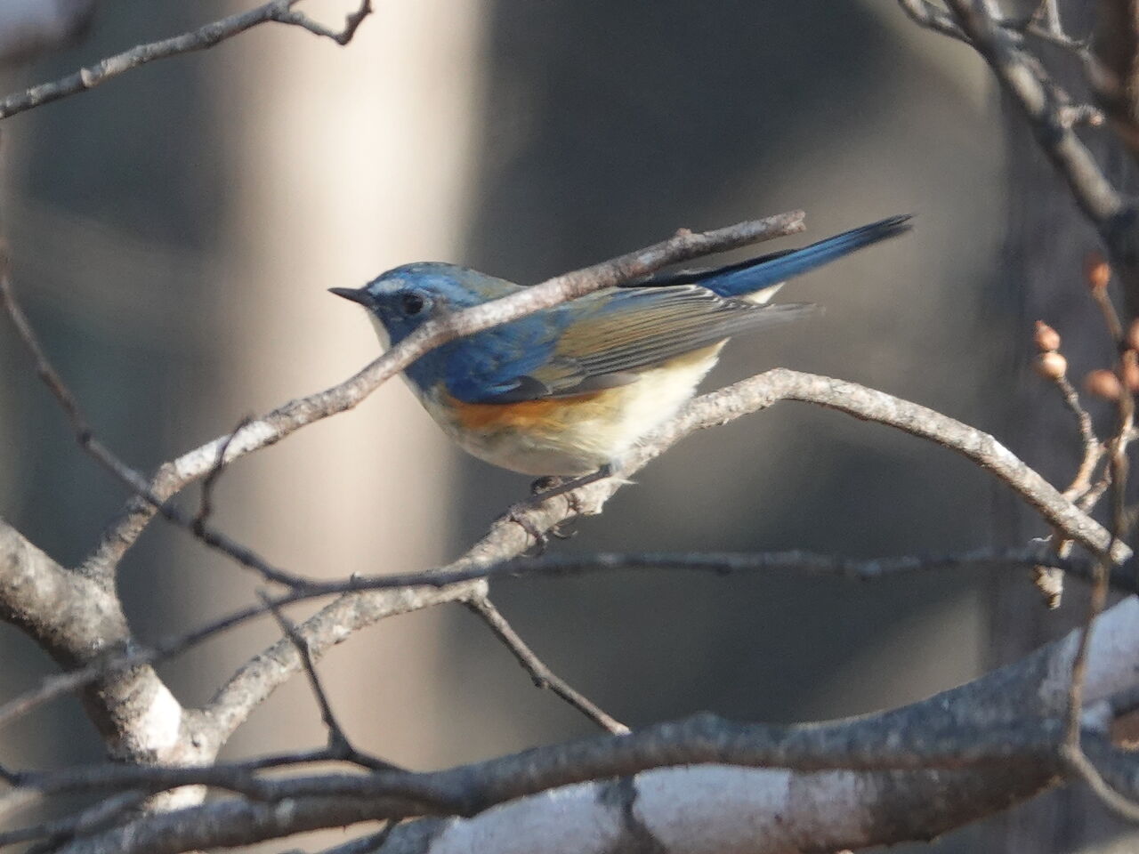 ベルと高原の家 : ルリビタキ