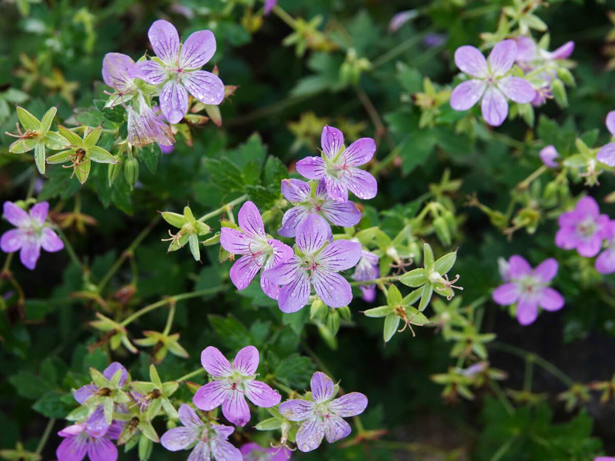 ゲラニウム フェイアンナの魅力 And 今咲いている花たち ベルと高原の家