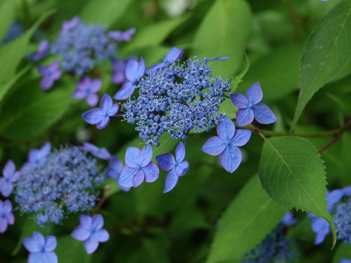 ヤマアジサイ 藍姫 ベルと高原の家