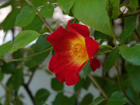 DSC02291