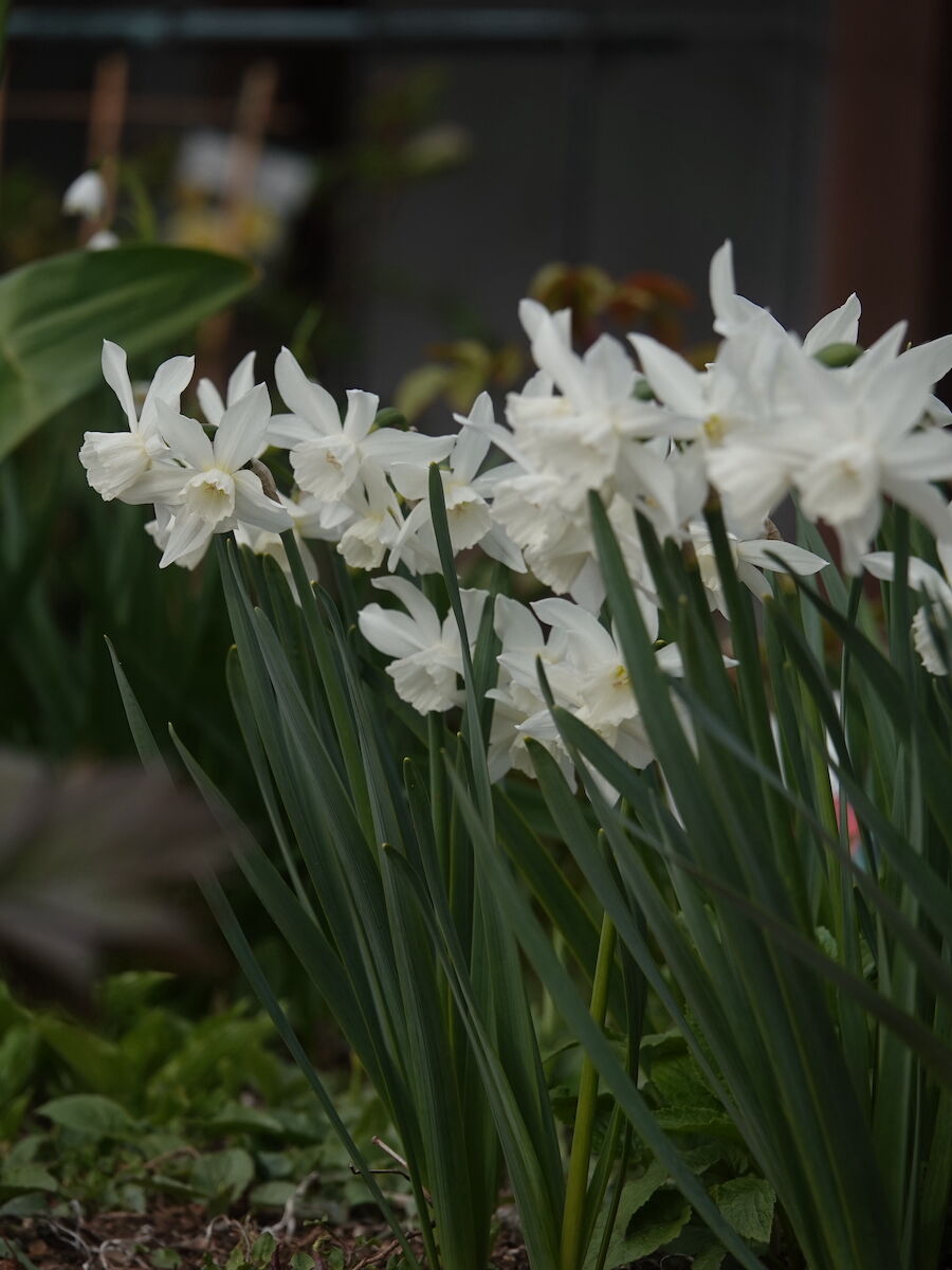 純白の水仙 タリア ベルと高原の家