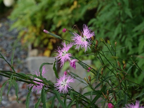 DSC08049
