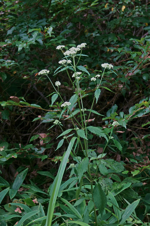 DSC07276
