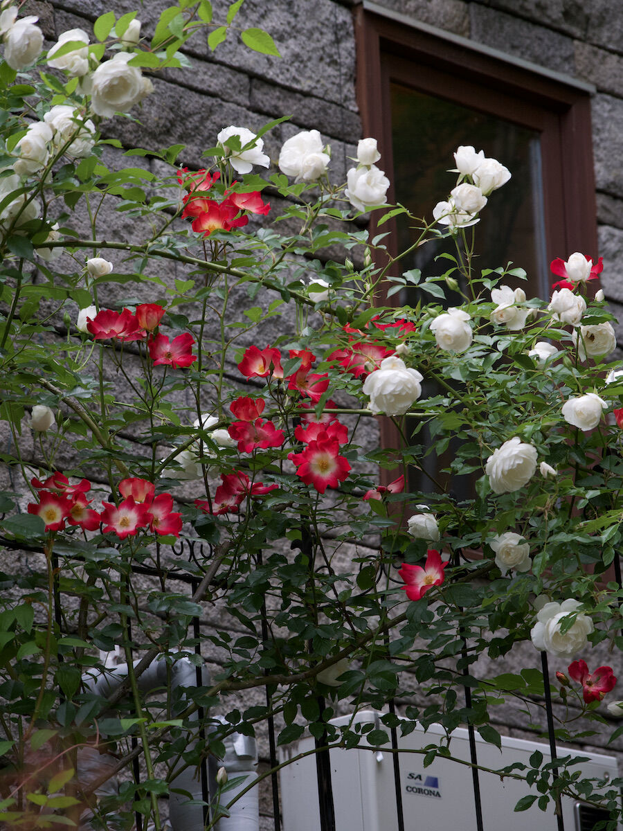 薔薇の大株 つるアイスバーグ と ランブリングレクター の植え替をしました ベルと高原の家